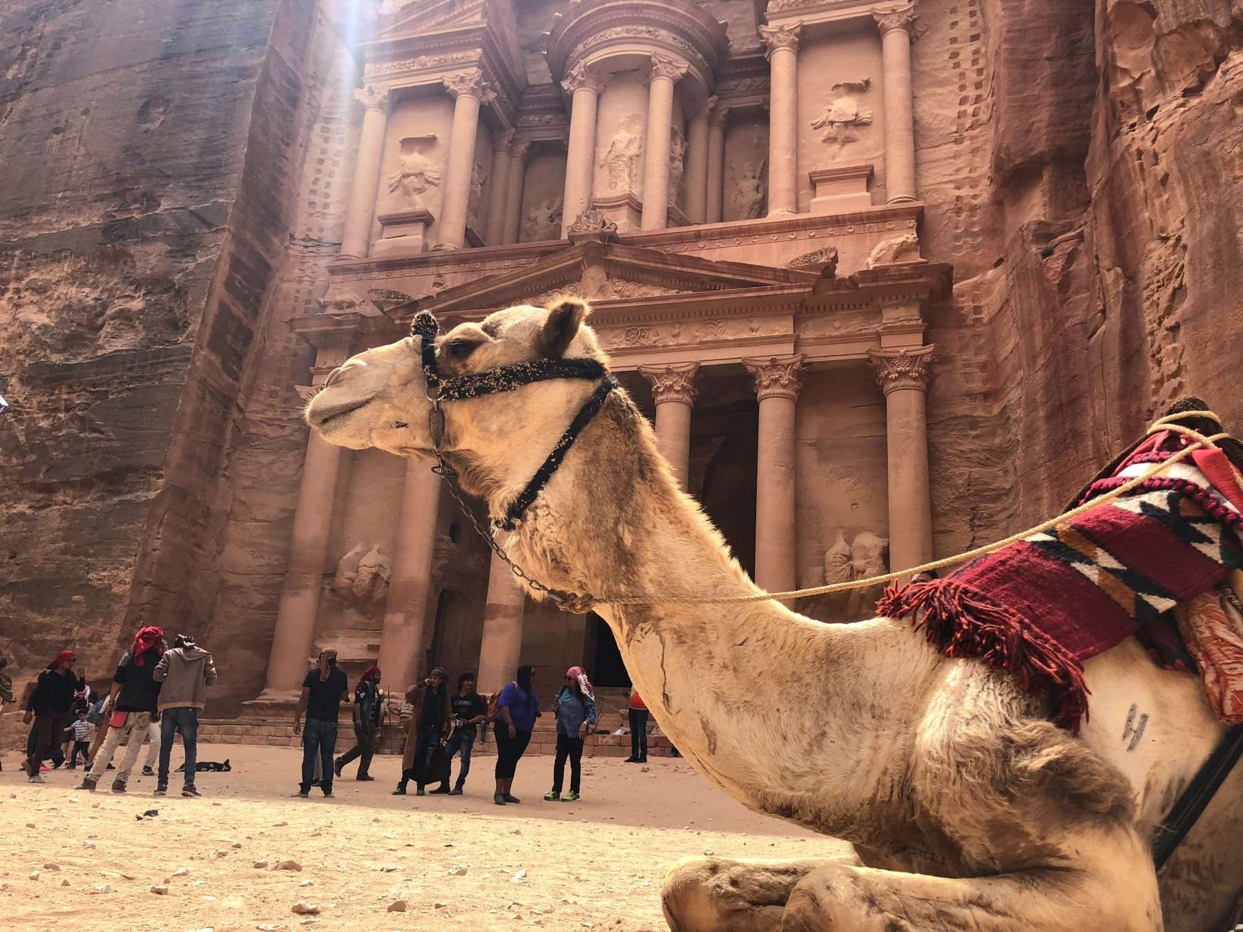 A camel resting in front of Petra during a tour