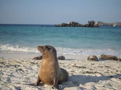 A seal on a beach seen during a Galapagos Islands tour