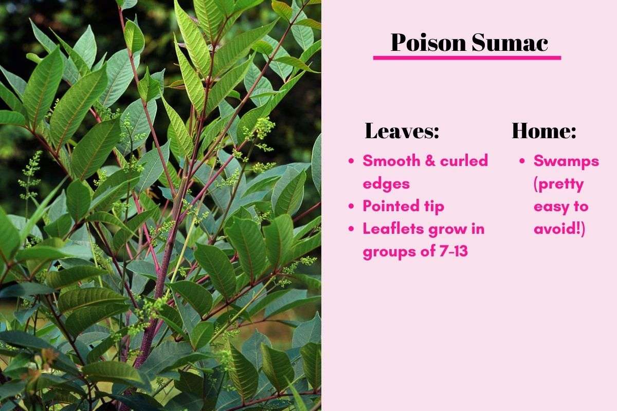 poison sumac