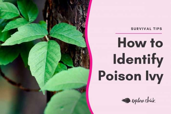 How to Identify Poison Ivy (And How to Treat an Allergic Reaction)