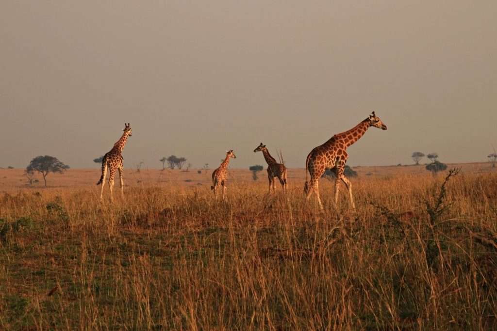 giraffes on safari in uganda