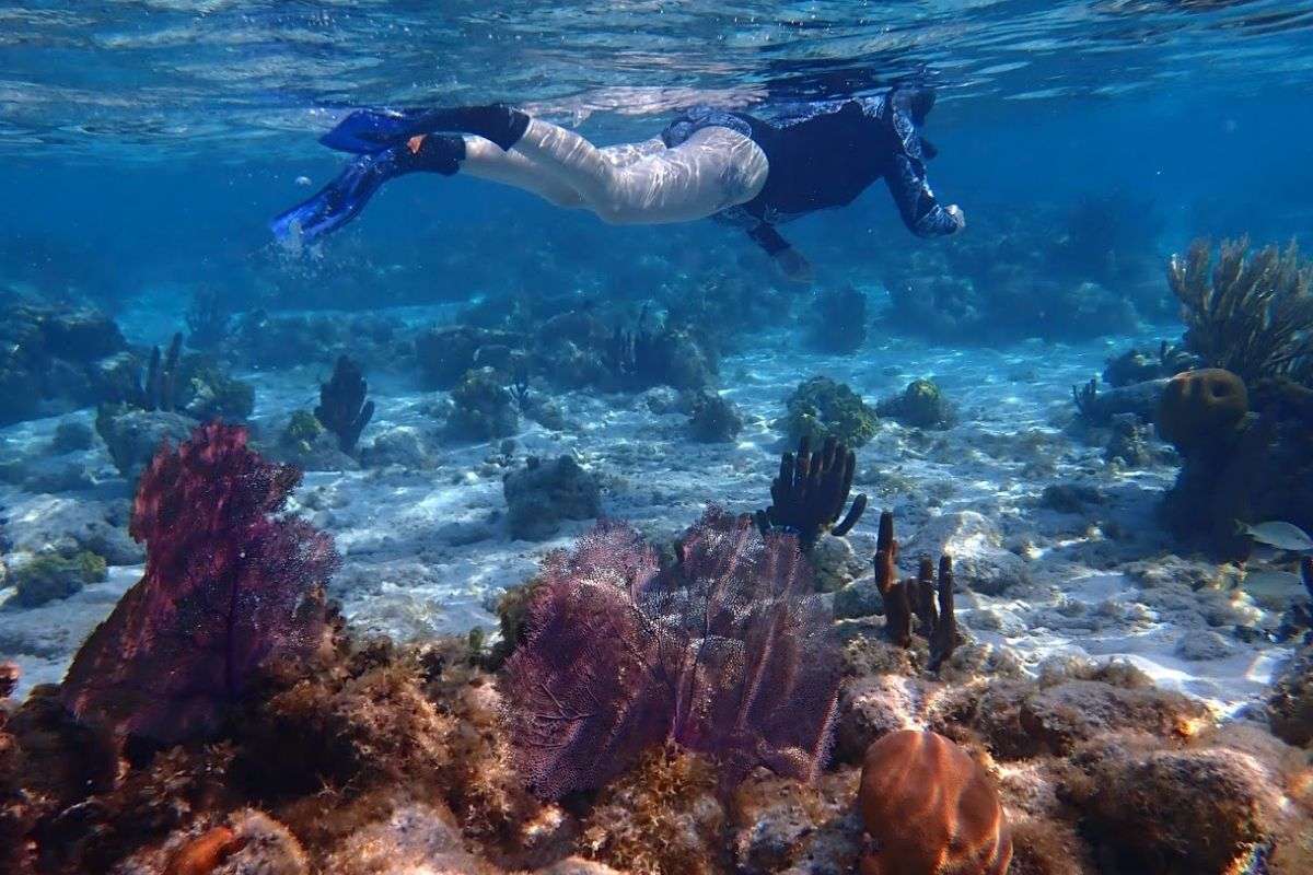 glover's reef snorkeling trip