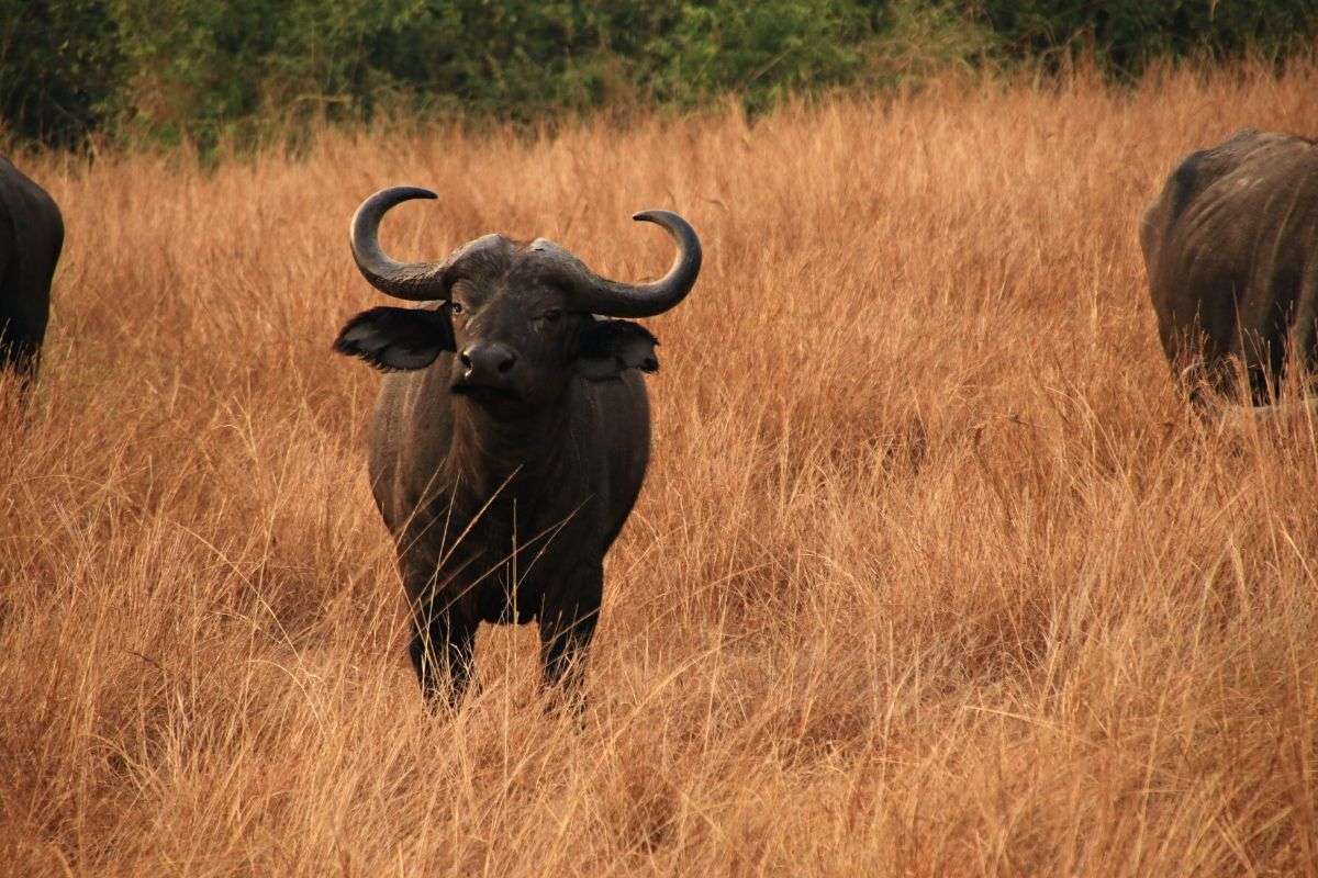 safari in uganda