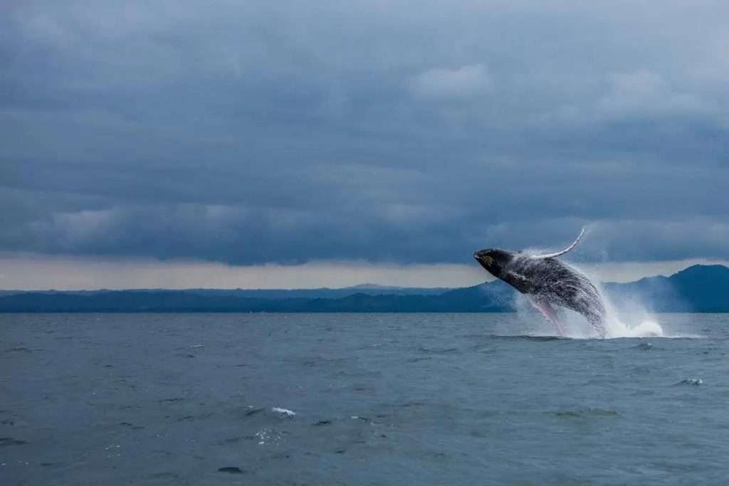 whale watching in samana bay