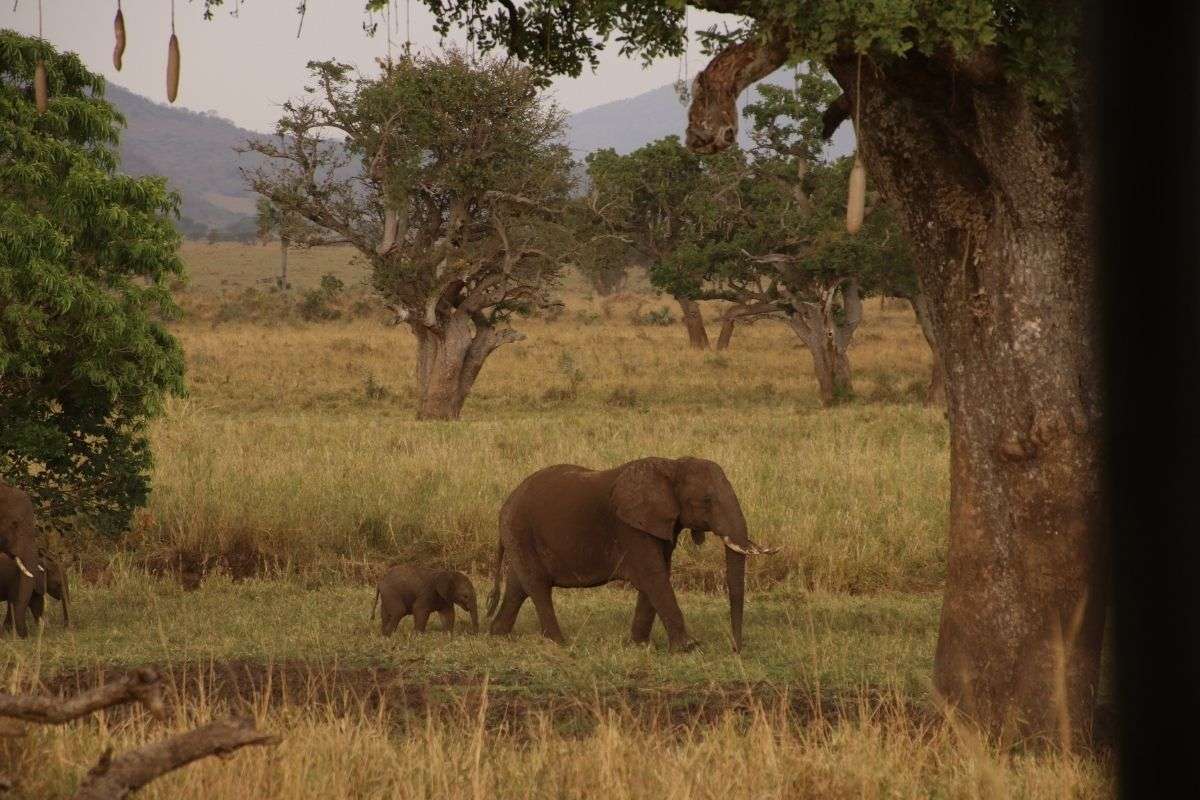 elephants in uganda