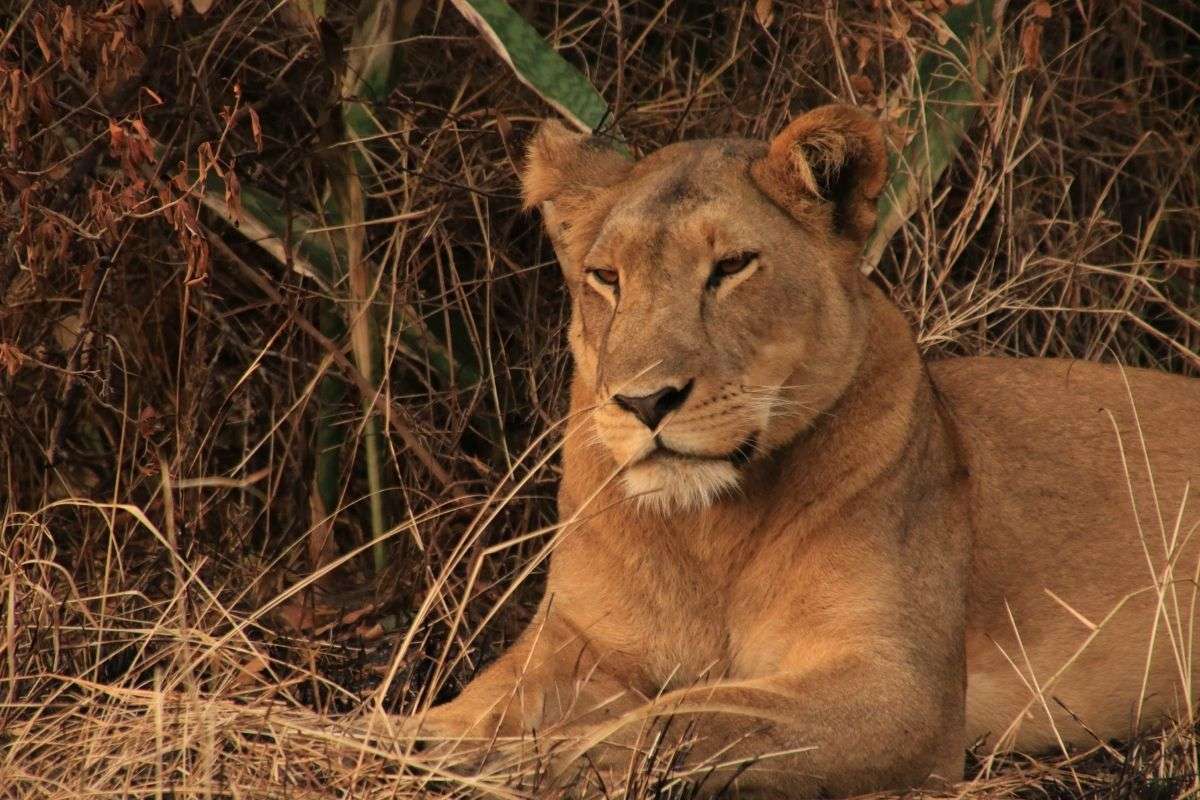 wildcats in Uganda