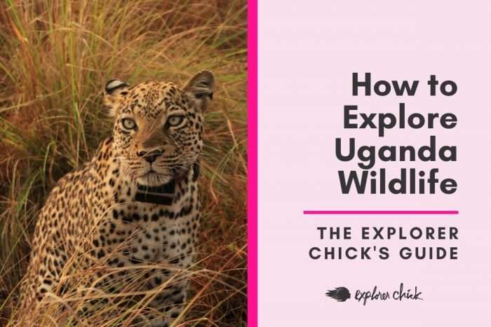 How to Explore Uganda Wildlife for the Adventurous Animal Lover