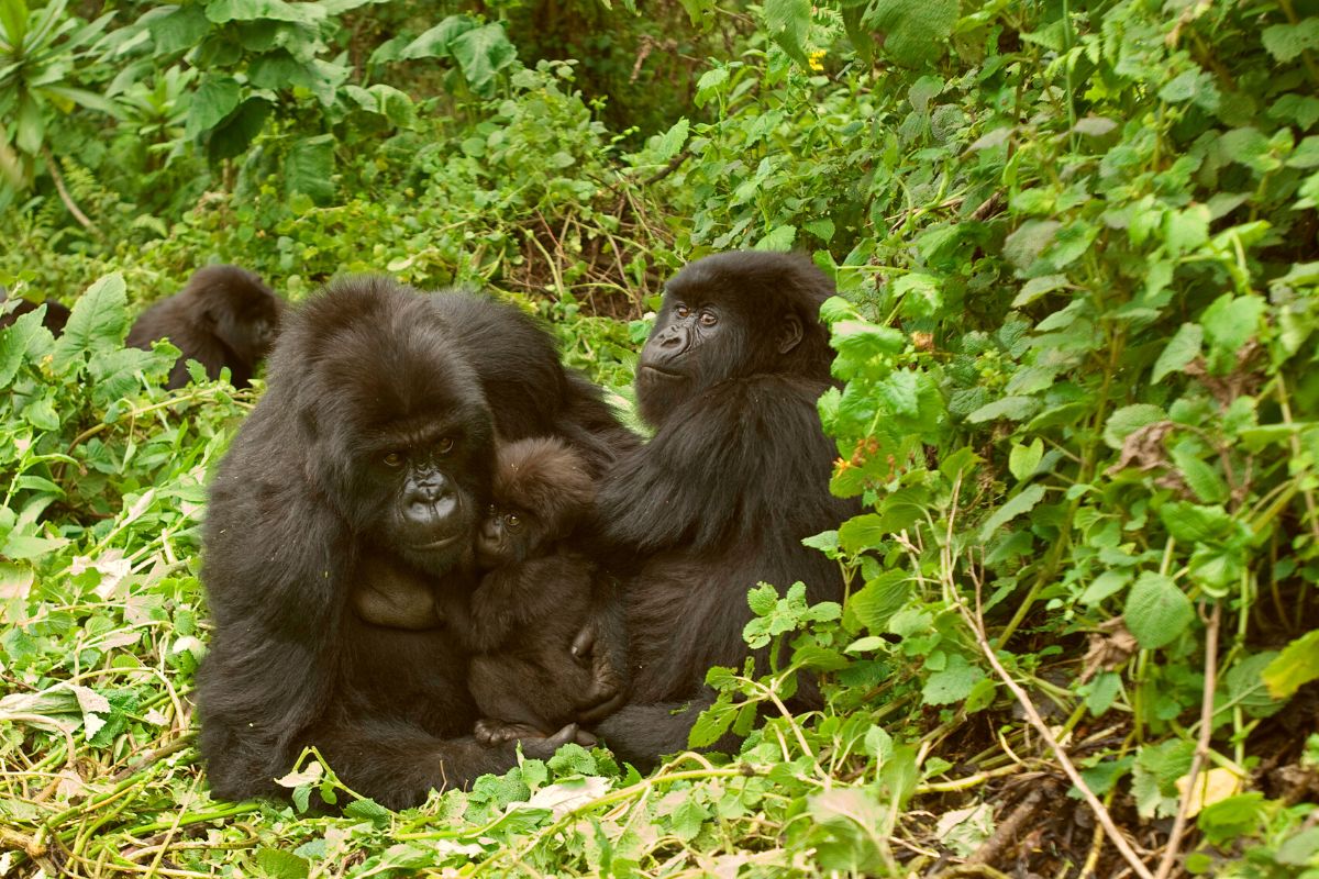 Facts About Mountain Gorillas