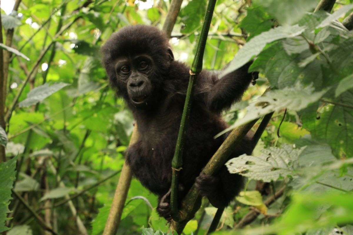 Try Gorilla Trekking in Uganda