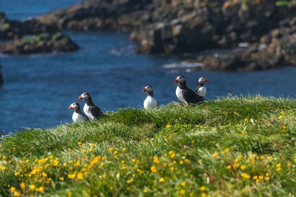 What To Know About Puffins In Iceland