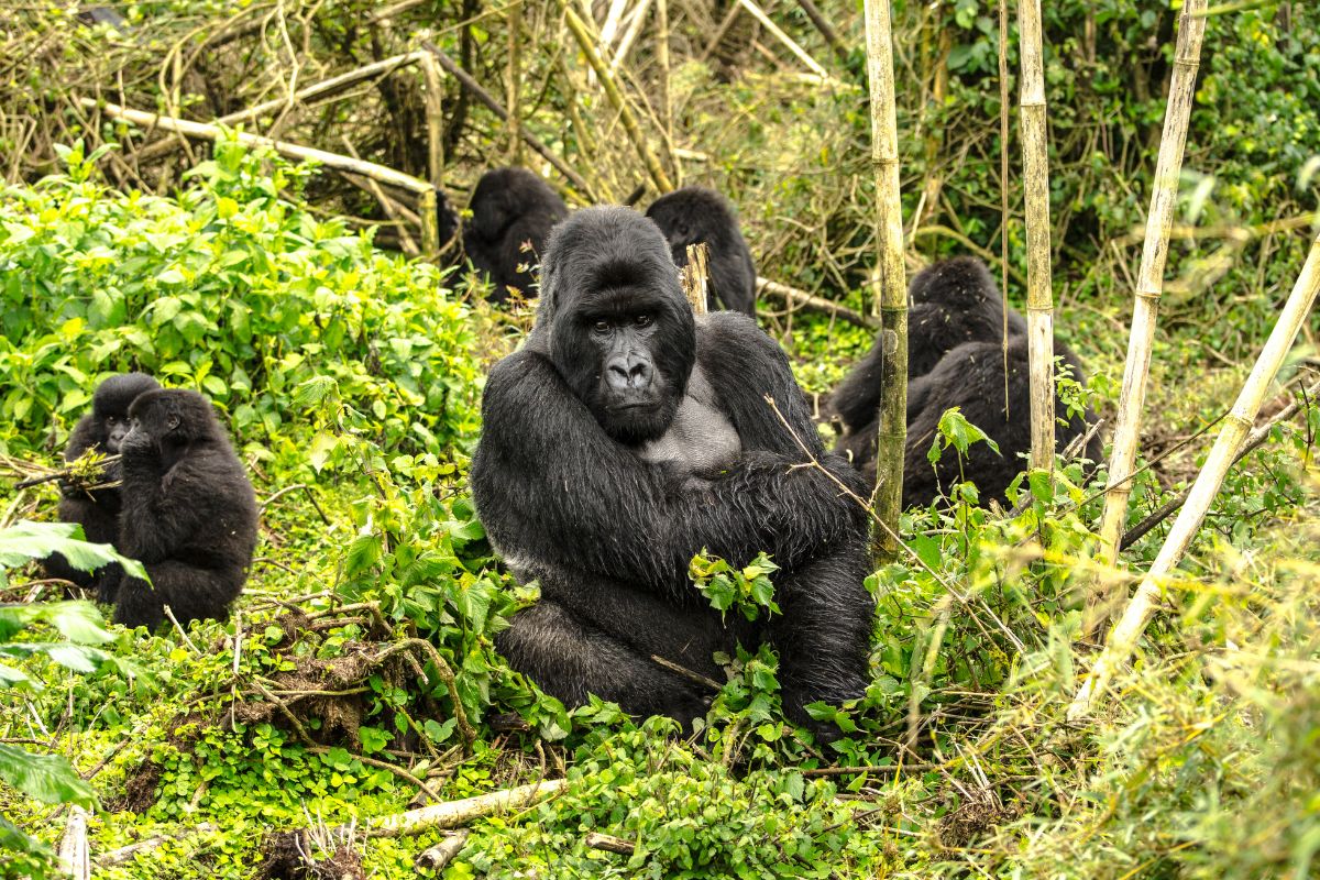Are Gorillas Endangered