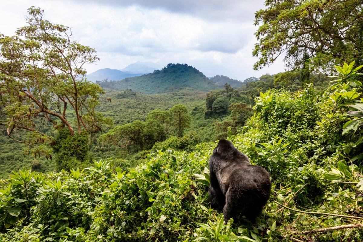 Mountain Gorilla Habitat
