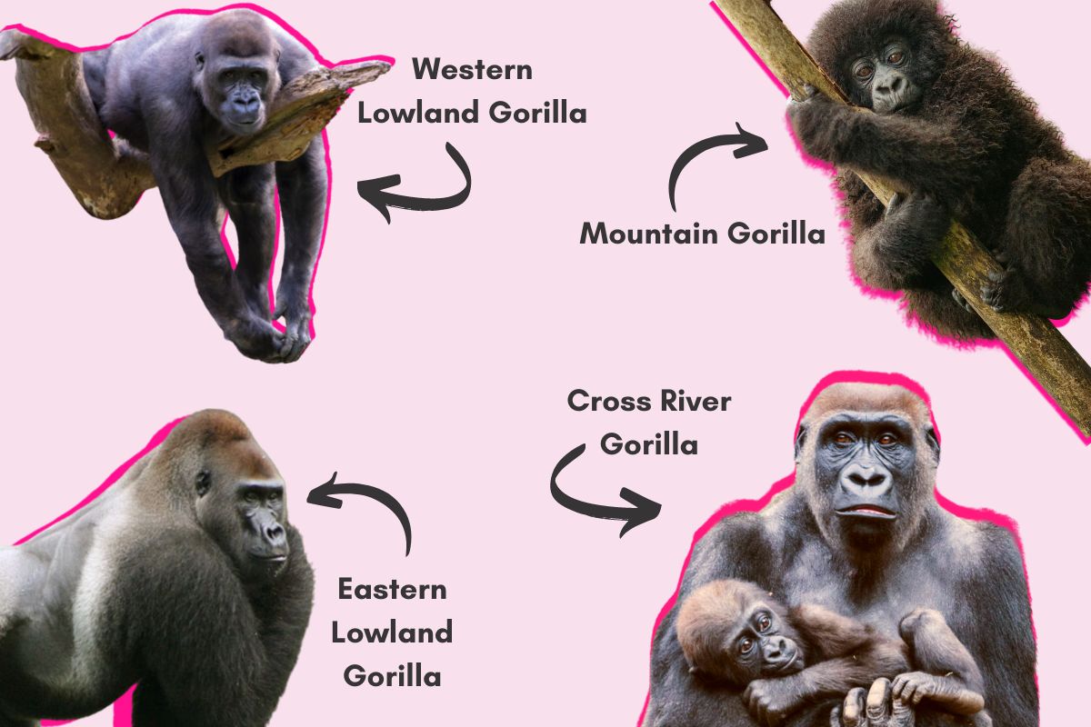 Types of Mountain Gorillas