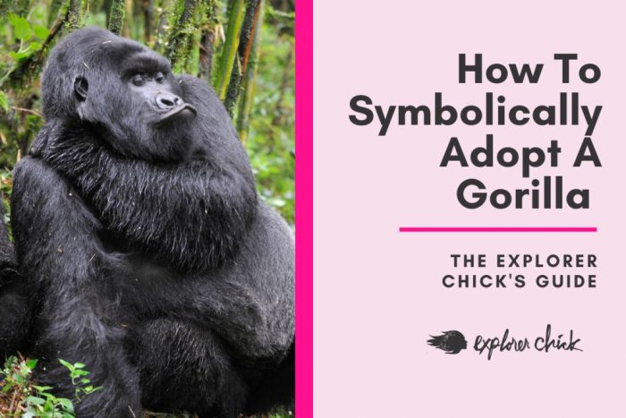 How to Symbolically Adopt a Gorilla to Support Wildlife Conservation